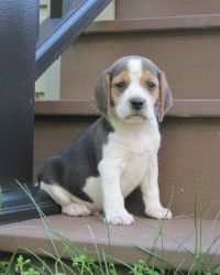 Stunning Baby Beagle 1 Reserved