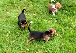 Beagle puppies