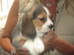 Kc Registered Male Beagle Puppy