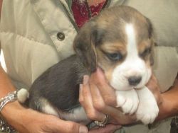 8 Week Old Full Beagle Puppies