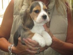 Super litter of 6 lovely quality Beagle puppies