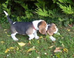 AKC Reg Beagle pups
