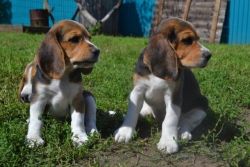 Male and Female Beagle Puppies Ready Now