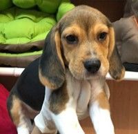 male and female Beagle puppies available