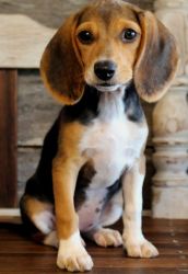 AKC Beagle Puppies For Sale!!! Text (xxx) xxx-xxx2