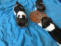 2 females Beagle Puppies available
