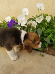 Adorable beagle pups