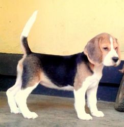 KCI Regd Both Sire & Dam Indian Champion Show Quality Beagle Puppies