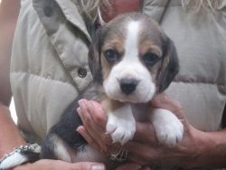KC Assured Breeder Beagle Puppies