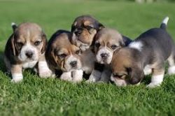 Beagle puppies(best puppies, for adoption)