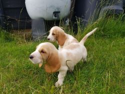 Beautiful Beagles Puppies For Sale