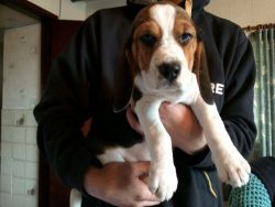 Beautiful Beagle Pups For Sale.