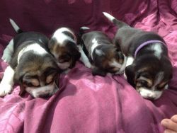 Beagle Puppies Ready Now (xxx)-xxx-xxxx