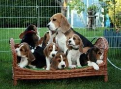 Beautiful Beagles puppies