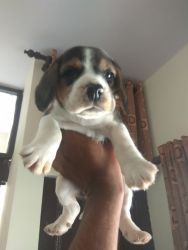 Begale male puppy for sale