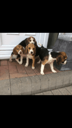 Beagle Tri Colour Puppies