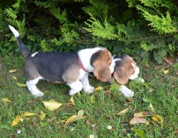 Healthy Beagle puppies for sale.