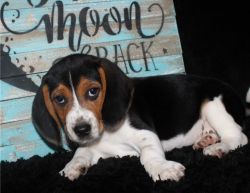 Excellent and Fabulous Beagle Puppies