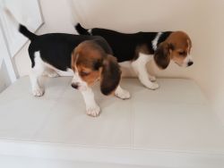 Beagle Puppies Re-Homing