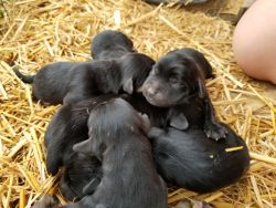Beagle/Shepherd mix puppies