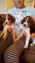 Pedigree Beagle Puppies