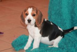 Charming Beagle puppies for sale