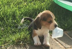 Healthy Beagle puppies for sale