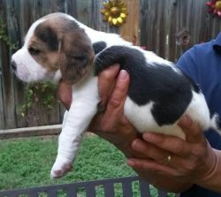 Pure Bred Beagle Puppy