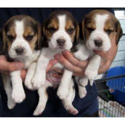 BEAGLE PUPPIES FOR SALE PUPPIES BOYS AND GIRLS
