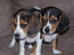 Beagle Pups Black White And Tan