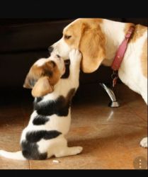 male and female Beagle