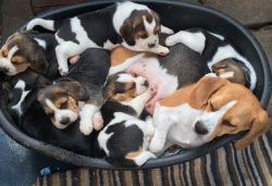 Kennel Club registered Beagle puppies,