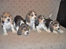 Tri Beagles 8weeks Old Ready Now