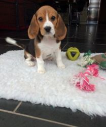 Male and female Adorable Beagle puppies