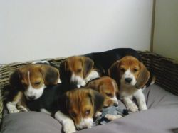 potty trained beagle puppies for sale