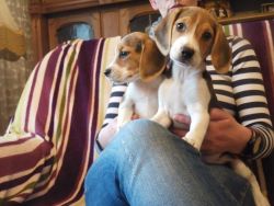 Purebred beagle Puppies for sale