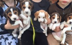 boys and girls Adorable Beagle puppies available