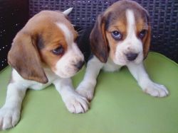 house broken beagle puppies for sale