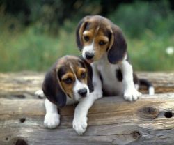 Purebred beagle Puppies available