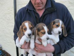potty trained beagle puppies