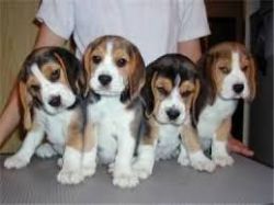 Beautiful Beagle pups ready to leave for their new families.