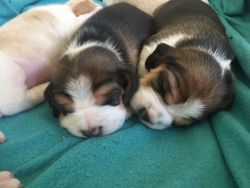 Beagle Puppies For Sale Trust Kennel Delhi