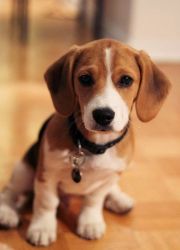 Beagle babies here for adoption now