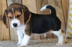 Beagle puppies for nice home.