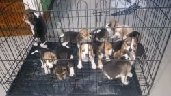 QUALITY BEAGLE PUPS BEST GIFT FOR YOUR HOMES THIS CHRISTMAS SEASON