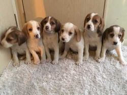Beautiful Kc Registered Beagle Puppies
