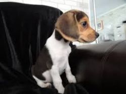 Beagle puppies now ready for good homes