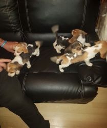 Beagles Puppies For sale