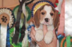 Beagles Puppy