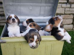 Beautiful Litter Of Beagle Puppies